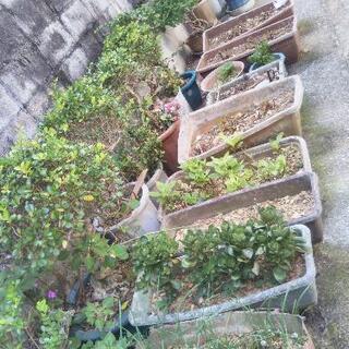 鉢植え、プランターもらって下さい！