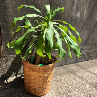 ドラセナマッサンゲアナ　観葉植物　幸福の木