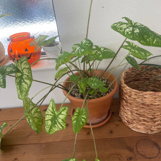 観葉植物の画像