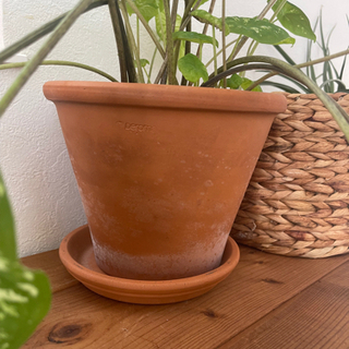 観葉植物の画像