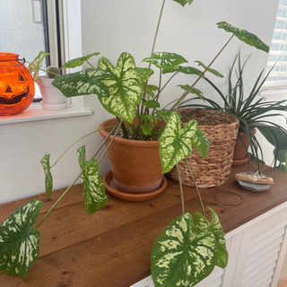 観葉植物の画像