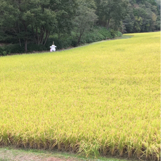 新米　小野市産　令和3年産　ヒノヒカリ