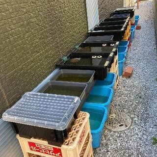 楊貴妃めだか　幼魚・若魚の画像