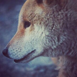 優しいイケメンBoy柴♂7歳