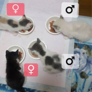 4兄妹1.5ヶ月里親募集