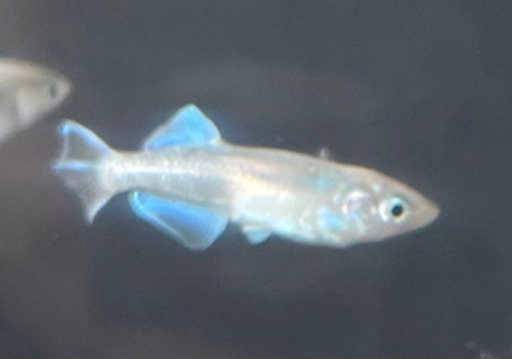 改良メダカ4尾＋1(プラチナブルージェイリアルロングフィン幼魚)