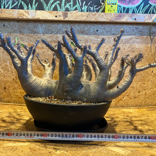 【レア】【発根済み】多頭　パキポディウム　グラキリス　人気塊根植物の画像