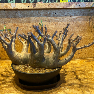 【レア】【発根済み】多頭　パキポディウム　グラキリス　人気塊根植物の画像