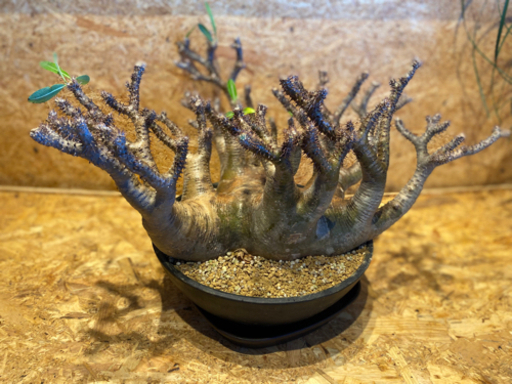 【レア】【発根済み】多頭　パキポディウム　グラキリス　人気塊根植物