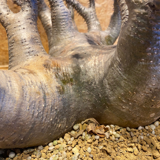 【レア】【発根済み】多頭　パキポディウム　グラキリス　人気塊根植物の画像