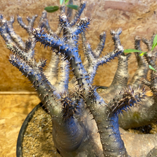 【レア】【発根済み】多頭　パキポディウム　グラキリス　人気塊根植物の画像