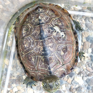 【お話中】クサガメ（ゼニガメ）の画像