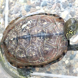 【お話中】クサガメ（ゼニガメ）の画像