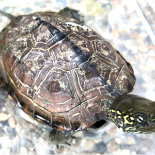 【お話中】クサガメ（ゼニガメ）