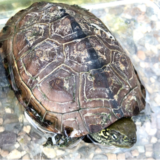 【お話中】クサガメ（ゼニガメ）の画像