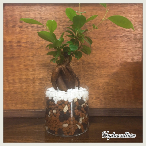 観葉植物ガジュマル　ハイドロカルチャー