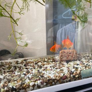 金魚2匹の画像