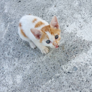 子猫の里親募集中