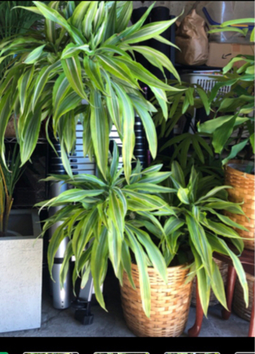 観葉植物　ドラセナレフレクサ