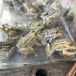 トノサマガエル　カエル　雄雌ペア　7cm〜　観賞　研究用