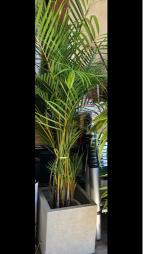 アレカヤシ　ケンチャヤシ　観葉植物　190センチ