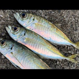 9/24 周防大島夜釣り🎣