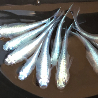 鉄仮面幹之(ミユキ)メダカの針子(稚魚)