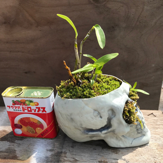 ガイコツと植物〈セッコク〉の画像