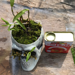 ガイコツと植物〈セッコク〉