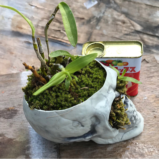 ガイコツと植物〈セッコク〉の画像