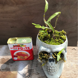 ガイコツと植物〈セッコク〉の画像