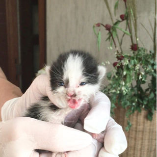 里親募集⭐︎可愛い保護猫ちゃん　生後3週間