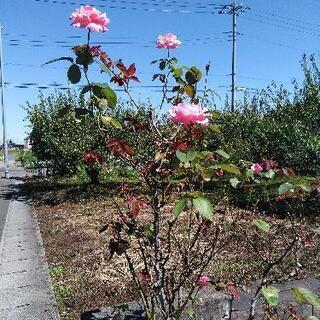 【初心者の方】　お着物着付教室の画像