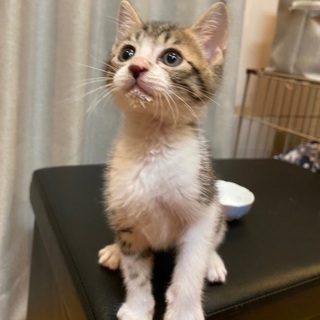 里親さんを探しています