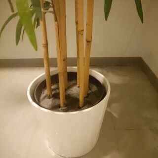 IKEA　フェイクプラント　植木鉢つき　引取りのみの画像