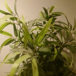 IKEA　フェイクプラント　植木鉢つき　引取りのみの画像