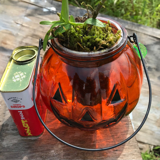 カボチャと植物〈セッコク〉