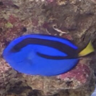 ナンヨウハギ