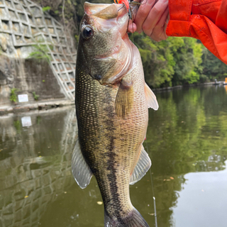 【バス釣り】いつも1人で釣りしてます。釣り仲間募集！