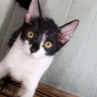 多頭飼い飼育の所から保護した子猫ちゃんを幸せにして下さい。