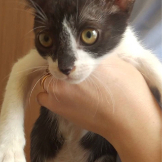 実際凄く可愛い白黒のオスの子猫ちゃん2匹の里親募集します。