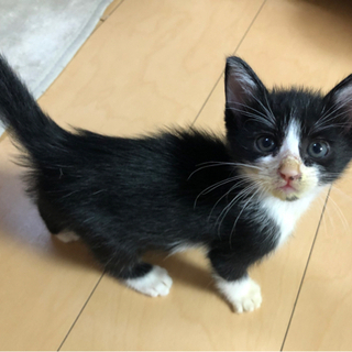【里親様決まりました！】ハチワレの綺麗な顔の男の子