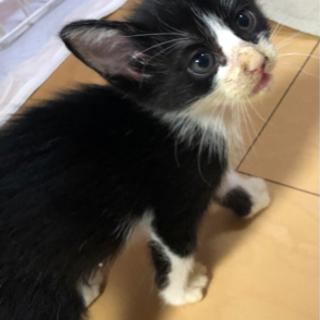 【里親様決まりました！】ハチワレの綺麗な顔の男の子 - 猫