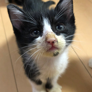 【里親様決まりました！】ハチワレの綺麗な顔の男の子 − 愛媛県