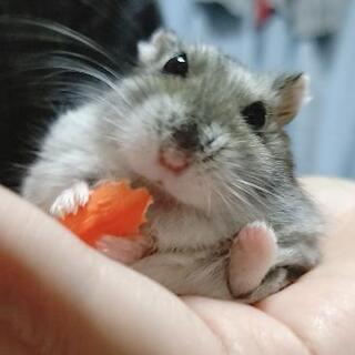 ハムスターを診察可能な動物病院さん