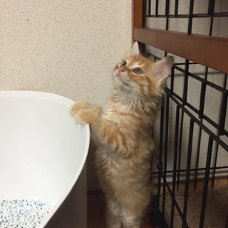 約2ヶ月兄妹