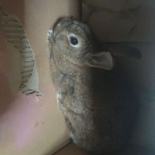 ウサギを飼育して頂ける方