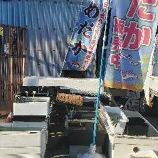 めだか　改良めだか - 地元のお店