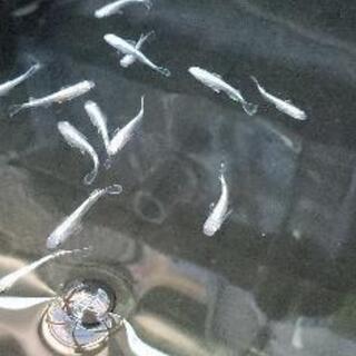 めだか　改良めだか - ペット