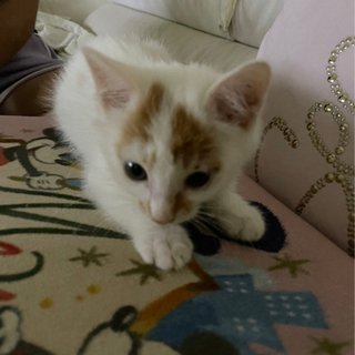 人懐っこい生後2か月くらいの子猫
